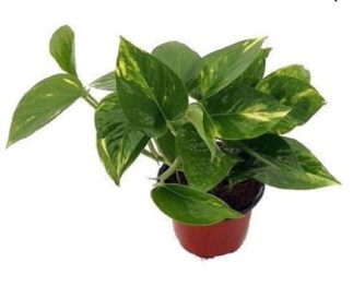 Pothos Plant